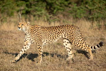 Horizontal portrait of an adult cheetah walking in dry grass in Masai Mara in Kenya