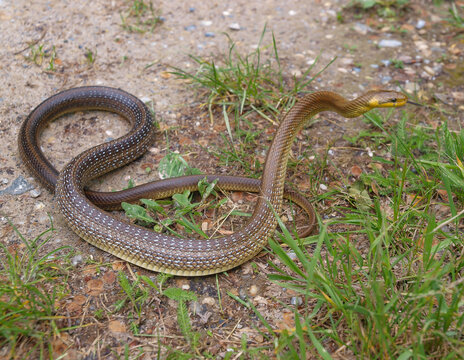 aesculapian snake, zamenis longissimus