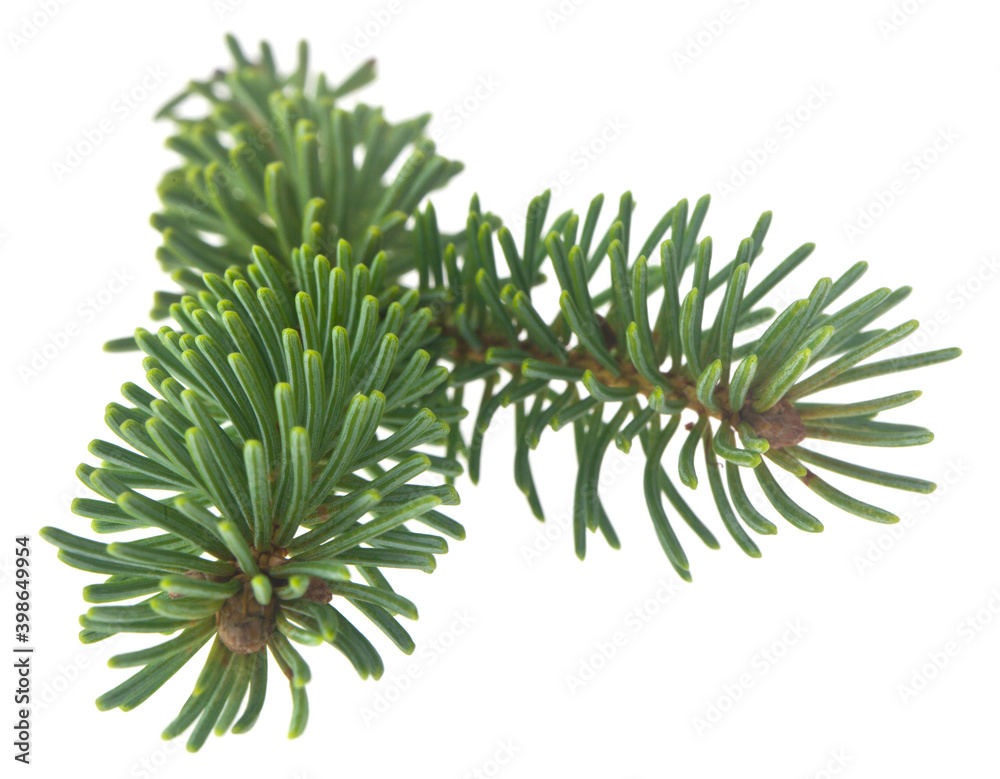 Wall mural Green branch of a Christmas tree isolated on a white background.