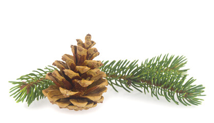 Green branch of a Christmas tree with a pine cone isolated on a white background.