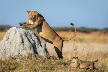 Lioness and her lion cub jumping on a large termite mound in morning light in Savuti in Botswana