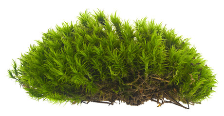 Green moss isolated on white background.