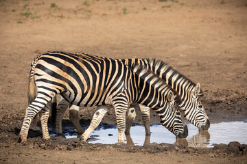 Fototapeta na wymiar Two adult zebra standing at the edge of water drinking in Kruger Park in South Africa