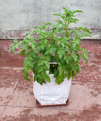 Potato plant growing in polythene grow bag