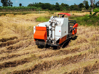 Obraz premium The combine harvester is doing agricultural work in the fields.
