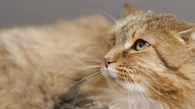angry hissing Siberian cat on gray studio background, animal emotions,fear and hostility, aggression and protection