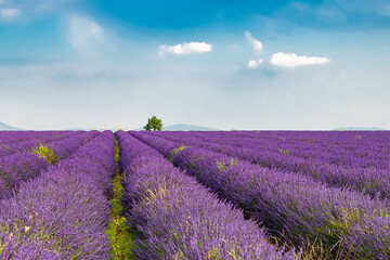 Fototapeta na wymiar Lavender field in spring