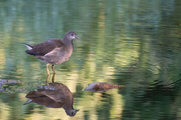 A moorhen stands in beautiful green water with reflection. in a fairytale setting
