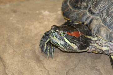 Photos Taken in Pretoria Zoo, South Africa.