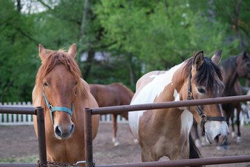 Horses eating grass in the corral against the backdrop of the setting sun.