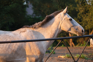 Gray horse in the paddock against the backdrop of the setting sun.