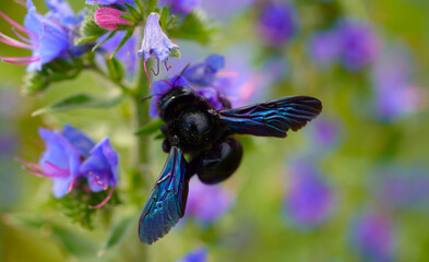 Holzbiene - Xylocopa auf Gew&ouml;hnlicher Natternkopf - Echium vulgare