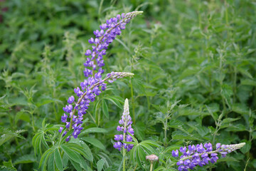 Purple and white lupins in a field against the backdrop of the forest. Glade of spring flowers. Beautiful background