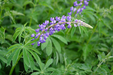 Purple and white lupins in a field against the backdrop of the forest. Glade of spring flowers. Beautiful background