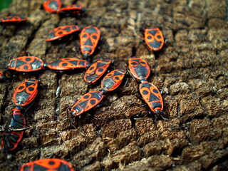 Firebug or fire bug - red bug with black dots on wood background. Red beetles or firebugs closeup....
