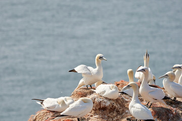 Fototapeta na wymiar A group of gannets, one standing with spread wings between standing birds