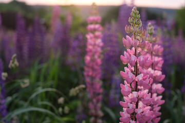 Purple and white lupins in a field against the backdrop of the forest. Glade of spring flowers. Beautiful background