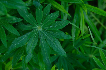 Lupine plant leaves with many clean silver water drops on the stems in the garden top view after rain