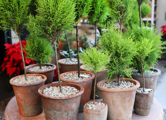 potted Christmas trees 
