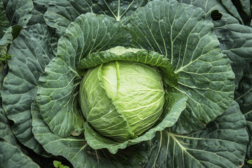Obraz premium Background of fresh cabbage