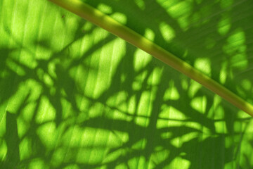 The light green leaves of the banana tree with shadows across