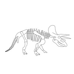 triceratops dinosaur skeleton on white background