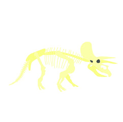 triceratops dinosaur skeleton on white background