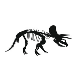 triceratops dinosaur skeleton on white background
