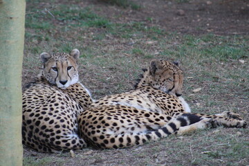 Photos Taken in Pretoria Zoo, South Africa.