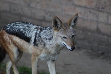 Photos Taken in Pretoria Zoo, South Africa.