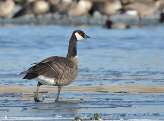 A Cackling Goose swims on a pond on the Colorado prairie.