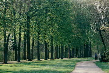 Two people walking on woodland walkway surrounded  with row of green tree In Germany