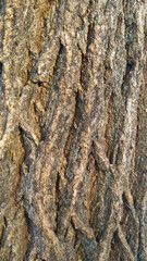 bark of a tree, texture