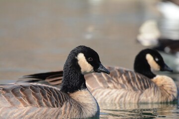 A Cackling Goose swims on a pond on the Colorado prairie.