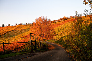 A curvy road leading through a colorful vineyard during autumn. The grape leaves are colored red,...