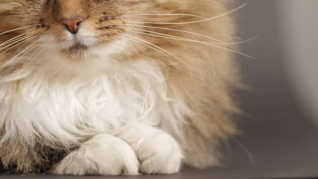 cute cat on gray studio background, fluffy Siberian cat, part of cat face and body, nose, whiskers, paws and furry chest