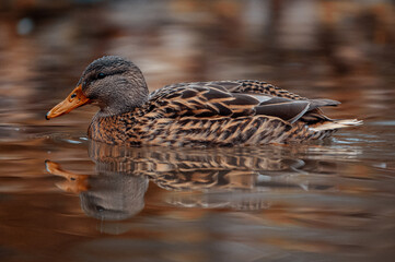 Ente im Schloßpark