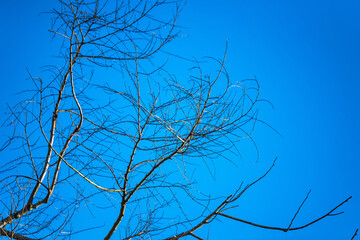 Tree branches on blue sky background
