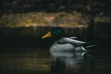 Ente auf Fischteich