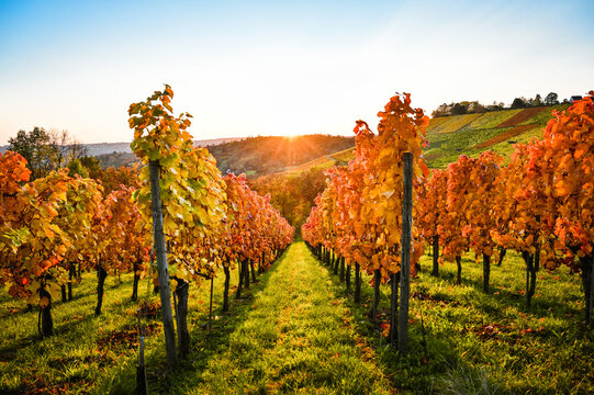 Fantastic colorful view of a sunset in the vineyards during autumn.