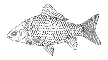 Fish crucian carp hand drawn. Isolated on white background. Outline of fish. Vector illustration.