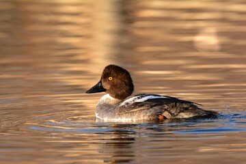 A female Common Goldeneye swims on a pond on the Colorado prairie.
