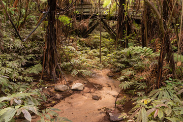 Small stream running through dense forest undergrowth, with an old, wooden, pedestrian bridge in the background. Maungatautari, New Zealand.