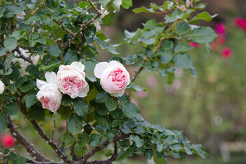 秋の薔薇の花 Pink rose flower that blooms in autumn.	