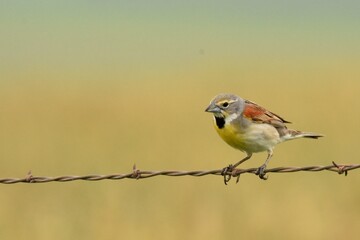 A male Dickcissel sings on the Colorado prairie.