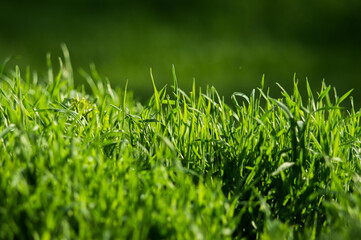 Green grass with fresh leaves closeup with blurred background
