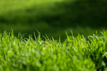 Green grass with fresh leaves closeup with blurred background