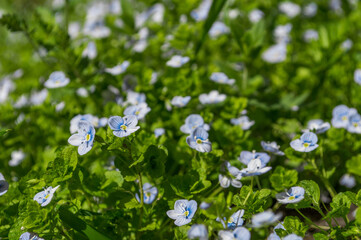 Nature background of blue small Speedwell flowers in green grass