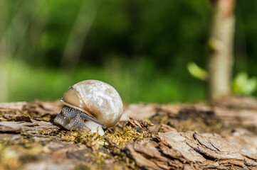 Wild little snail closeup in the green forest with blurred background