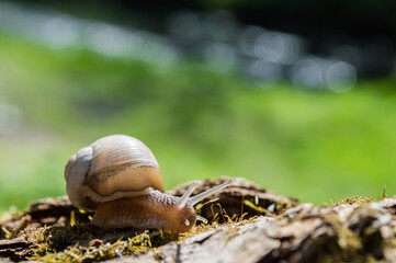 Wild little snail closeup in the green forest with blurred background